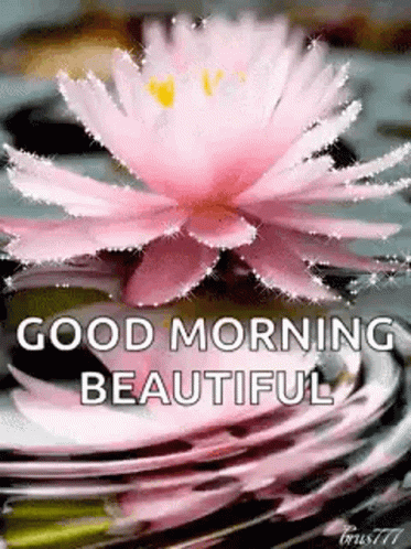 Good Morning Flower GIF - Good Morning Flower Sparkles GIFs
