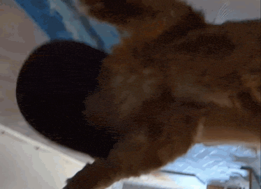 a close up of a cat 's head and paws