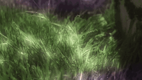 a close up of a green grass field with a purple background .
