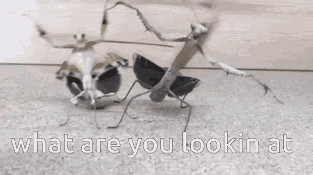 What Are You Looking At Praying Mantis GIF - What Are You Looking At Praying Mantis Insect GIFs