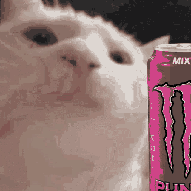 Jasper Cat Jam Monster Punch GIF - Jasper Cat Jam Monster Punch GIFs