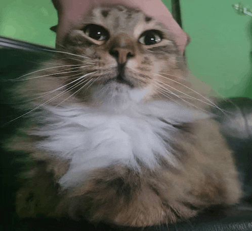 a close up of a cat 's face with a person 's hand petting it
