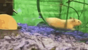 a hamster is running in a hamster wheel on a carpet .