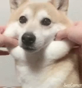 もちもち　可愛い犬　可愛い動物　ワンチャン　柴犬 GIF - Mochimochi Shibaken GIFs