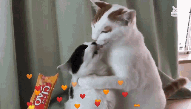 two cats hugging each other with a bag of ciao in the background