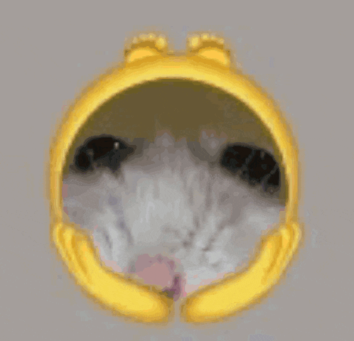 a close up of a cat 's face in a yellow circle