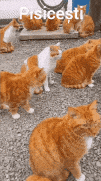 a group of orange and white cats sitting on gravel with pisicesti written on the top