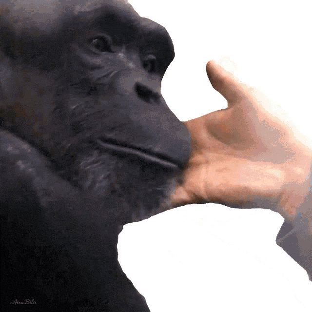 a person 's hand is touching a black gorilla 's face with a white background behind it