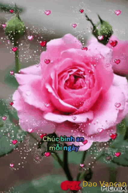 a pink rose is surrounded by hearts and says " chúc bình an mới ngày "