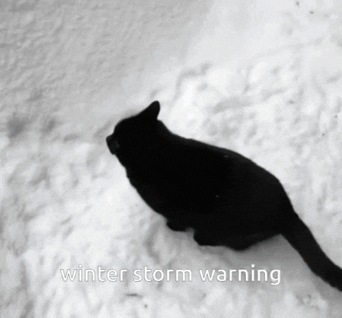 a black cat is walking in the snow with the words winter storm warning above it
