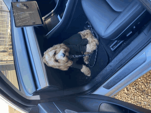 a dog on a leash is sitting in a tesla model 3