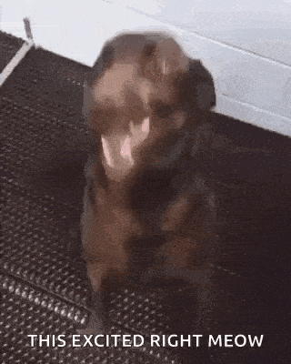 a brown dog is sitting on a black mat with its mouth open and a caption that says `` this excited right meow '' .