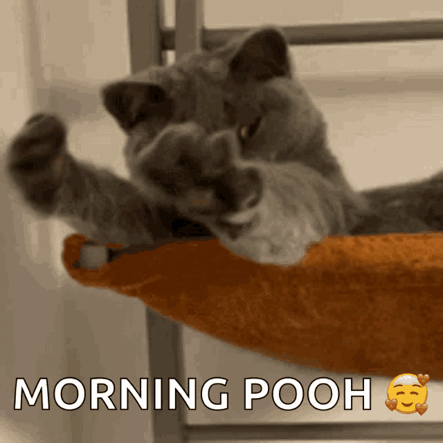 a cat laying in a hammock with the words morning pooh written below it