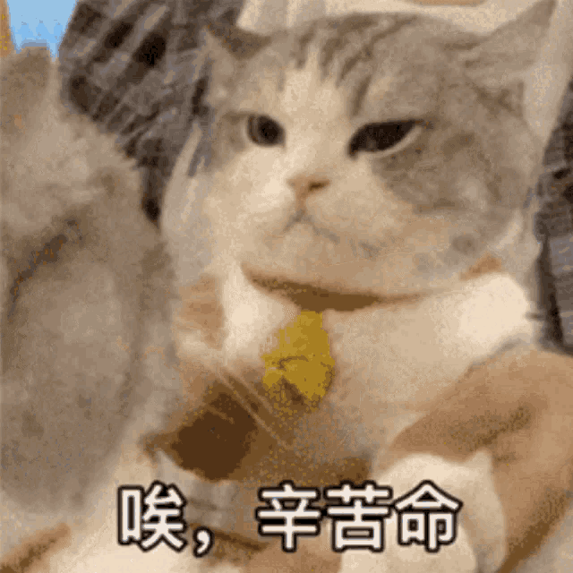 a cat with chinese writing on it is holding a banana