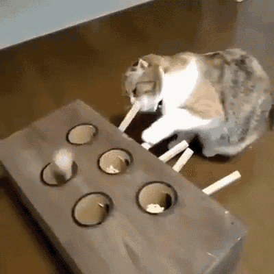 Im Gonna Get You GIF - Cat Toy Mouse GIFs