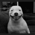 a white dog is smiling in a black and white photo .