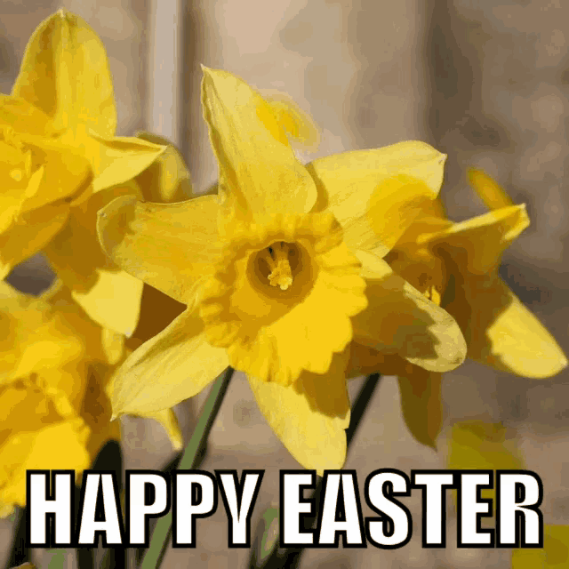 Daffodils Holidays GIF - Daffodils Holidays Happy Easter GIFs