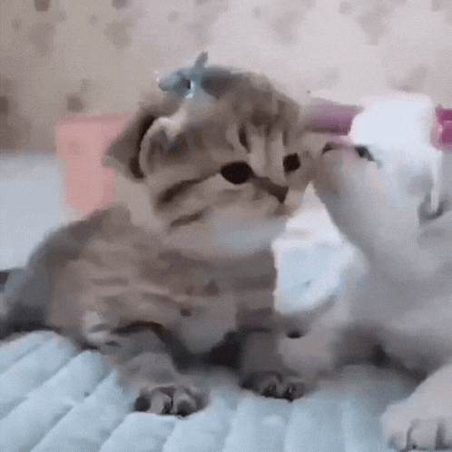 two kittens are playing with each other on a bed .