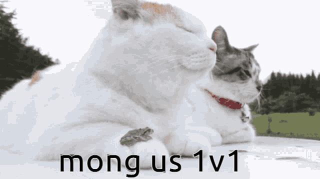 two cats laying next to each other with mong us 1v1 written on the bottom right