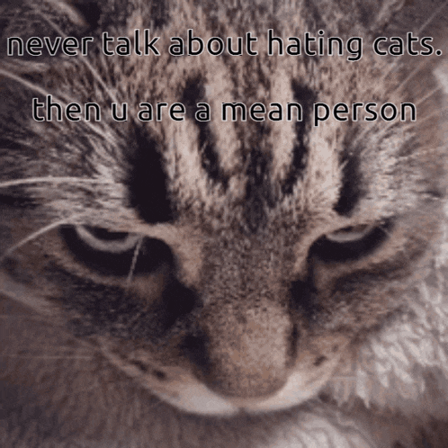 a close up of a cat with the words never talk about hating cats then u are a mean person below it