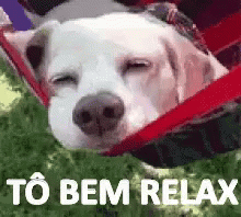 Relaxado Relaxar Deboa Confortavel Cachorro Dormindo Dormir GIF - Relaxed Relax Cool GIFs