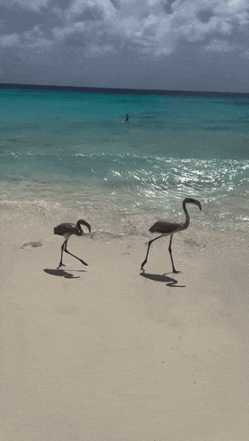 two flamingos walking on the beach near the ocean