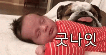 잘자 굿밤 굿나잇 잠 아기 강아지 혓바닥 GIF - Good Night Doggo Sleepy GIFs
