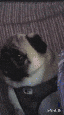 a picture of a pug with the words " quien viene " written above it