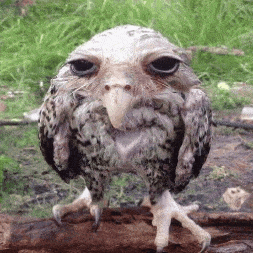 a small owl with a long beak is standing on a log in the grass .