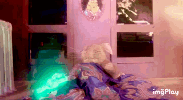 a cat is laying under a blanket with a green light behind it and the words imgplay are visible
