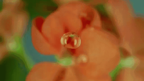 a close up of a drop of water on a flower with a green background .