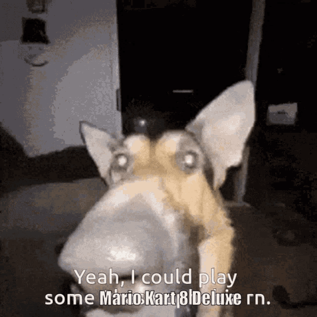 a dog says yeah i could play some mario kart 8 deluxe rn .