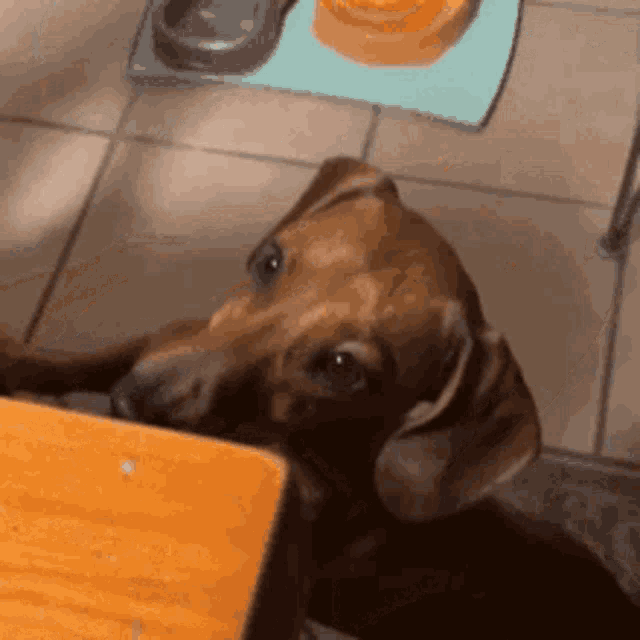 Dachshund Dog GIF - Dachshund Dog Puppy GIFs
