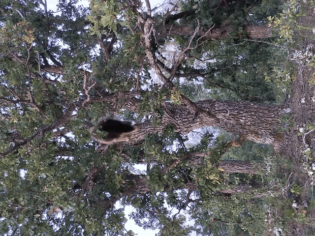 a tree with lots of branches and leaves and a hole in it