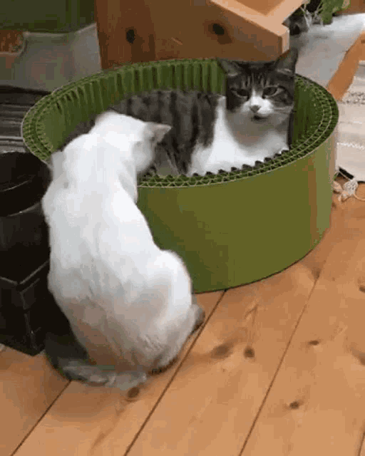 Diolga Cat GIF - Diolga Cat Cat Fighting GIFs