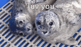 Seal Seals GIF - Seal Seals Cute GIFs