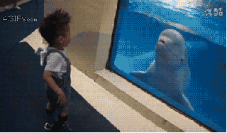 You Think You'Re Safe Behind That Glass...?! GIF - Aquarium Zoo Animals GIFs