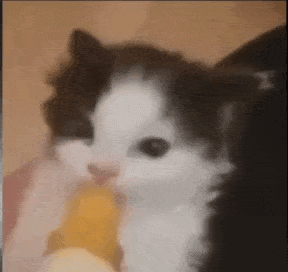 a black and white kitten is eating a banana from a person 's hand .