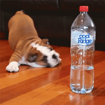 a brown and white dog is laying on the floor next to a bottle of cool ridge water