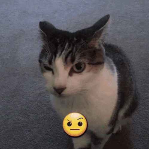 a cat with a smiley face on its chest