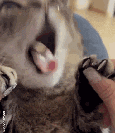 a close up of a cat 's face with its tongue out and a person petting it 's paw .