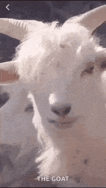 a close up of a white goat with horns looking at the camera with the caption `` the goat '' .