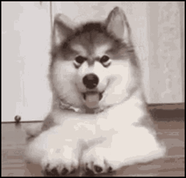 Doggy Dogs GIF