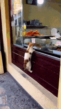 a cat is looking out a window with a sign that says " halka "