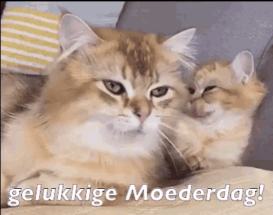 a cat and a kitten are laying on a couch and the kitten is looking at the cat