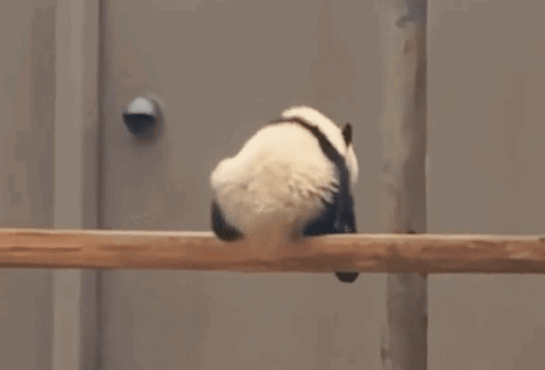 Dead Panda Panda Dead GIF - Dead Panda Panda Dead Tired GIFs