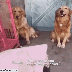 two dogs are sitting next to each other and one of them is asking the other which one of you destroyed my jacket ?