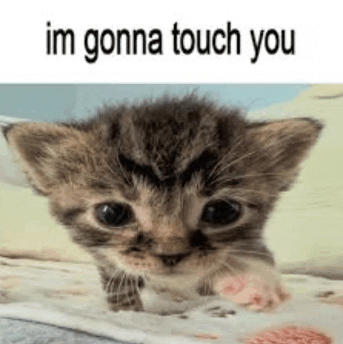 a kitten is sitting on a bed with the words `` im gonna touch you '' written on it .
