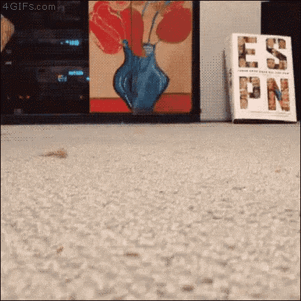 Cat Carpet GIF - Cat Carpet Slipper GIFs