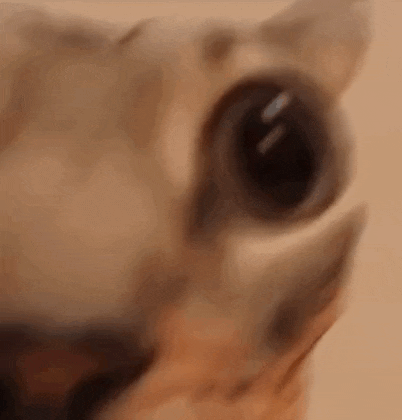 a close up of a cat 's face with a big eye .